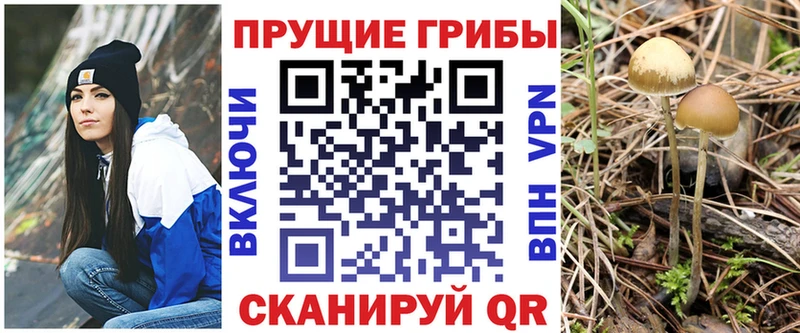 Купить закладки  Новая Ладога  Галлюциногенные грибы MAGIC MUSHROOMS 
